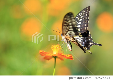 Namiagheha和Kivanascosmos 12 47573674