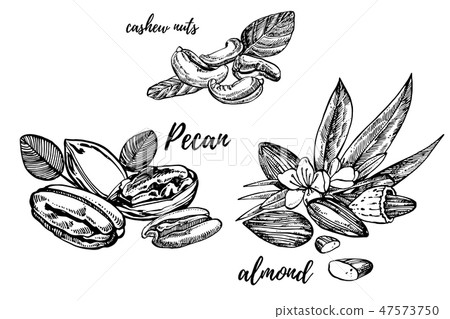 Almonds, Pecan and cashew nuts sketch illustrations. Vector Hand drawn illustrations isolated on 47573750