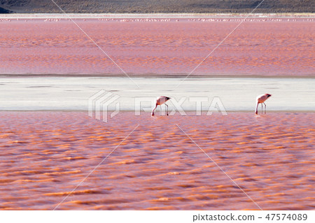 Laguna Colorada flamingos, Bolivia Laguna Colorada flamingos, Bolivia 47574089