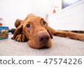 Funny head of hungarian vizsla dog in living room 47574226