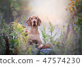 Autumn hungarian vizsla dog portrait in morning sun 47574230