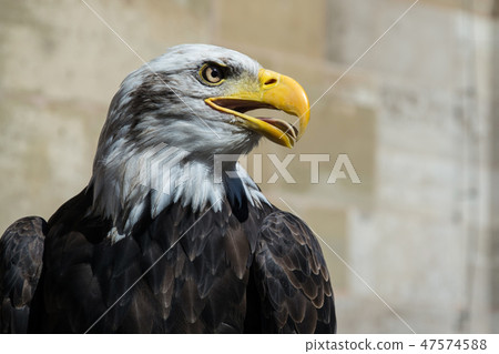 Bald Eagle 47574588