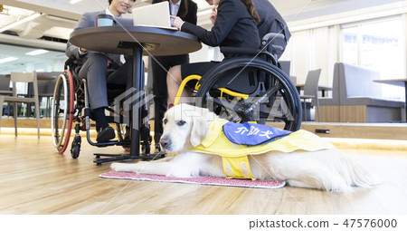 Supervised by the Japan Universal Manner Association Material Disabled Business Wheelchair Assisted Dog Supervised by the Japan Universal Manner Association Material Disabled Business Wheelchair Assisted Dog 47576000