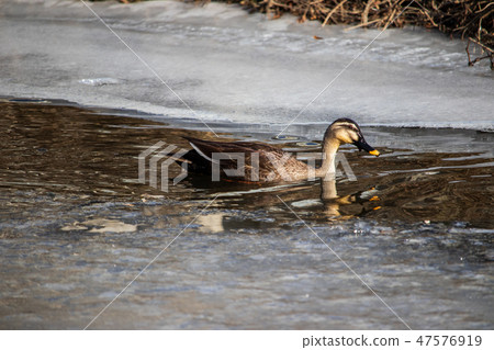 Wild animal White-faced black-faced duck, winter landscape Wild animal White-faced black-faced duck, winter landscape 47576919