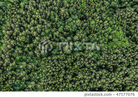 Top view of the area green forest. Nature texture Top view of the area green forest. Nature texture 47577076