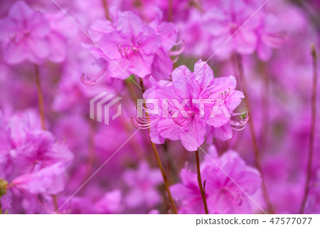 Rhododendron Mucronulatum Korean Rhododendron flower Rhododendron Mucronulatum Korean Rhododendron flower 47577077