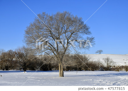Parade meadow, Inner Mongolia, China 47577815