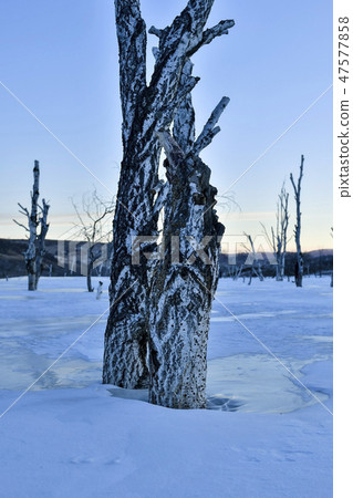 Tree, Parade meadow, Inner Mongolia, China Tree, Parade meadow, Inner Mongolia, China 47577858