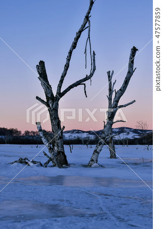 Tree, Parade meadow, Inner Mongolia, China 47577859