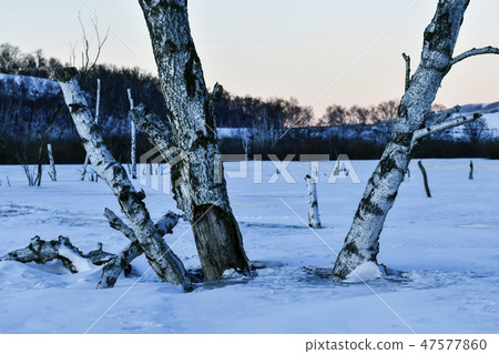 Tree, Parade meadow, Inner Mongolia, China Tree, Parade meadow, Inner Mongolia, China 47577860
