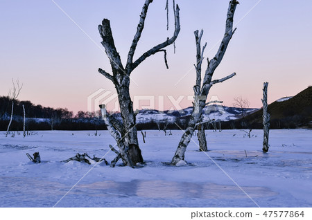 Tree, Parade meadow, Inner Mongolia, China 47577864