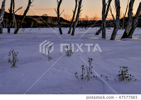 樹,遊行草甸,內蒙古,中國 樹,遊行草甸,內蒙古,中國 47577865