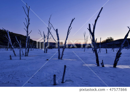 Tree, Parade meadow, Inner Mongolia, China 47577866