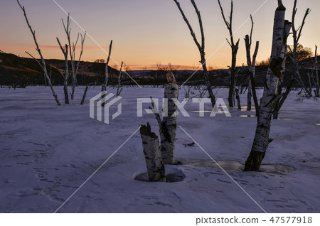 Tree, Parade meadow, Inner Mongolia, China Tree, Parade meadow, Inner Mongolia, China 47577918