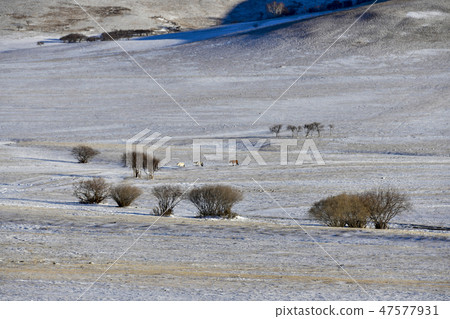 Parade meadow, Inner Mongolia, China Parade meadow, Inner Mongolia, China 47577931