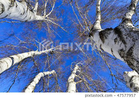 Birch, Perennial grassland, Inner Mongolia, China Birch, Perennial grassland, Inner Mongolia, China 47577957