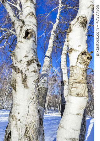 Birch, Perennial grassland, Inner Mongolia, China Birch, Perennial grassland, Inner Mongolia, China 47577958