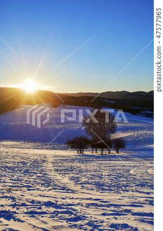 Tree, Parade meadow, Inner Mongolia, China Tree, Parade meadow, Inner Mongolia, China 47577965