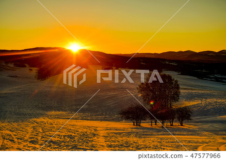 Tree, Parade meadow, Inner Mongolia, China Tree, Parade meadow, Inner Mongolia, China 47577966