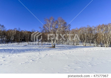 Tree, Parade meadow, Inner Mongolia, China Tree, Parade meadow, Inner Mongolia, China 47577967