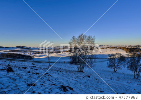 Tree, Parade meadow, Inner Mongolia, China Tree, Parade meadow, Inner Mongolia, China 47577968