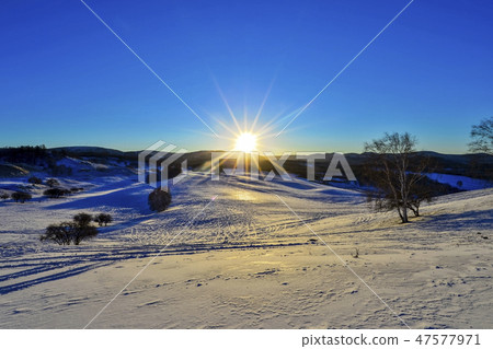 Tree, Parade meadow, Inner Mongolia, China 47577971