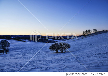 Tree, Parade meadow, Inner Mongolia, China Tree, Parade meadow, Inner Mongolia, China 47577974