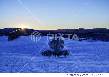 Tree, Parade meadow, Inner Mongolia, China Tree, Parade meadow, Inner Mongolia, China 47577999