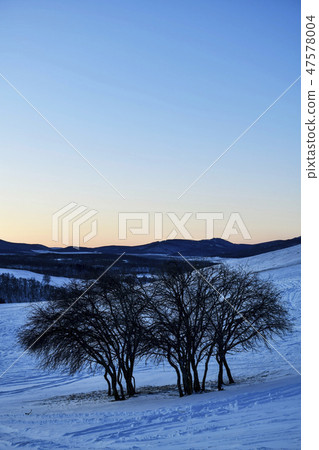Tree, Parade meadow, Inner Mongolia, China Tree, Parade meadow, Inner Mongolia, China 47578004