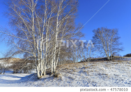 Tree, Parade meadow, Inner Mongolia, China Tree, Parade meadow, Inner Mongolia, China 47578010