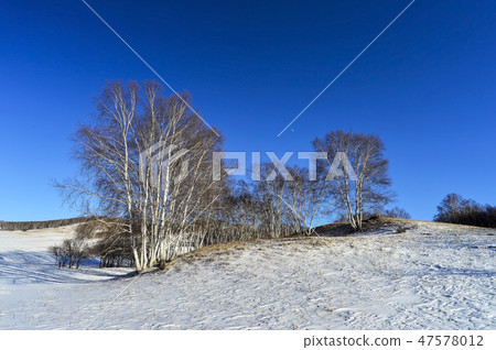 Tree, Parade meadow, Inner Mongolia, China 47578012