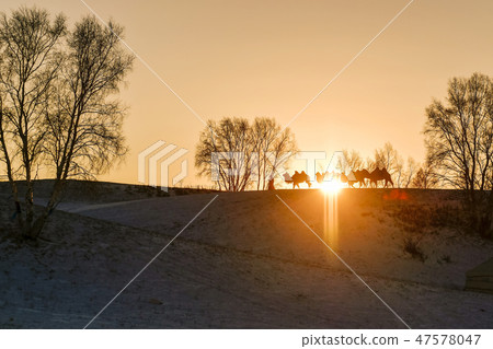 Camel, Fortune-telling, Inner Mongolia, China 47578047