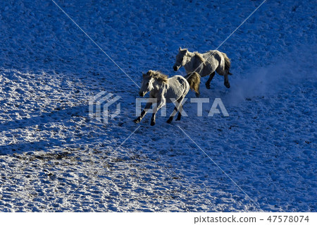 Parade meadow, Inner Mongolia, China Parade meadow, Inner Mongolia, China 47578074