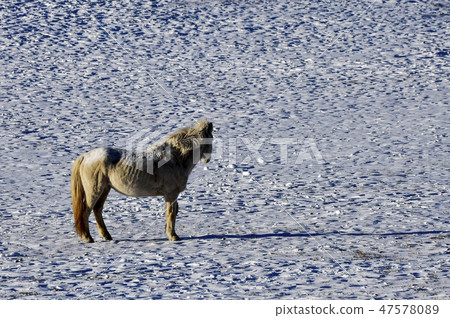 Horse, Fortune-telling, Inner Mongolia, China 47578089