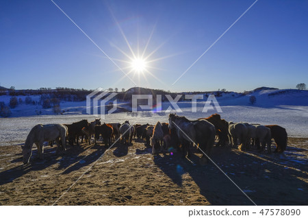 Horse, Fortune-telling, Inner Mongolia, China Horse, Fortune-telling, Inner Mongolia, China 47578090
