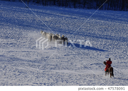 Horse, Fortune-telling, Inner Mongolia, China Horse, Fortune-telling, Inner Mongolia, China 47578091