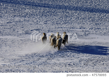 Horse, Fortune-telling, Inner Mongolia, China Horse, Fortune-telling, Inner Mongolia, China 47578093