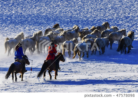 Horse, Fortune-telling, Inner Mongolia, China Horse, Fortune-telling, Inner Mongolia, China 47578098