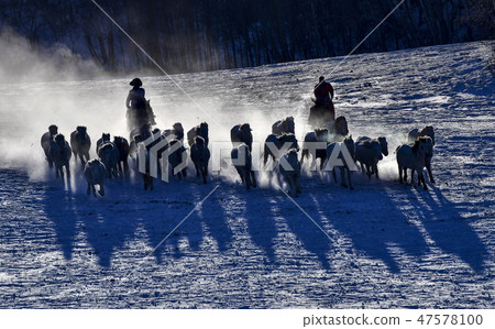 Horse, Fortune-telling, Inner Mongolia, China Horse, Fortune-telling, Inner Mongolia, China 47578100