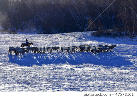 Horse, Fortune-telling, Inner Mongolia, China Horse, Fortune-telling, Inner Mongolia, China 47578101
