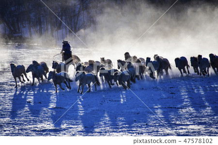 Horse, Fortune-telling, Inner Mongolia, China Horse, Fortune-telling, Inner Mongolia, China 47578102