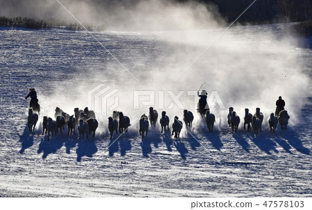 Horse, Fortune-telling, Inner Mongolia, China Horse, Fortune-telling, Inner Mongolia, China 47578103