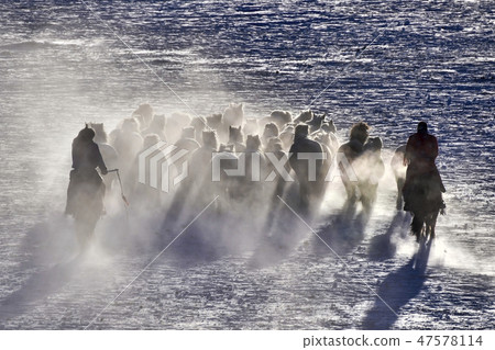 Horse, Fortune-telling, Inner Mongolia, China 47578114