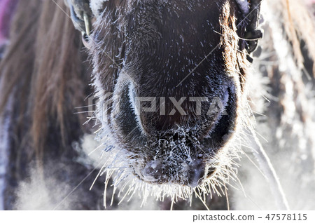 Horse, Fortune-telling, Inner Mongolia, China Horse, Fortune-telling, Inner Mongolia, China 47578115