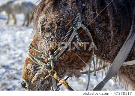 Horse, Fortune-telling, Inner Mongolia, China 47578117