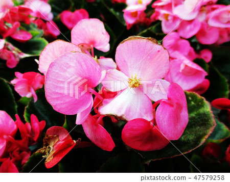 新竹市古蹟宗廟民俗 新竹市古蹟宗廟民俗 47579258