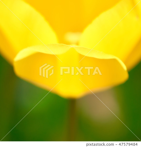 黃色鬱金香瓣特寫鏡頭 47579484