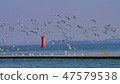 燈塔，海鷗， 47579538