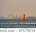 燈塔，海鷗， 47579539