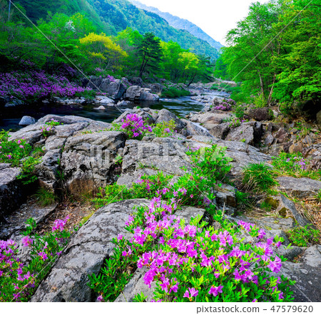 蜻蜓，杜鵑花，吉里山谷，杜鵑花杜鵑花， 47579620